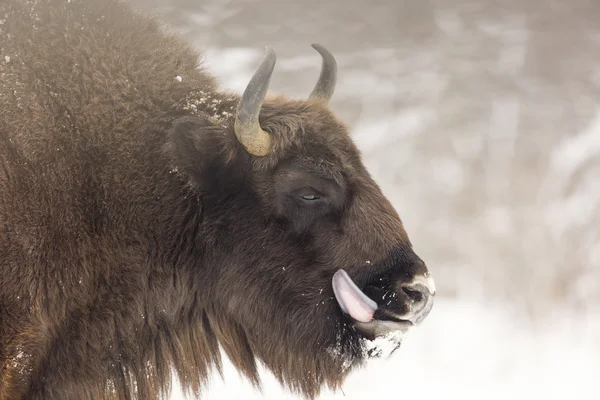 Giornata invernale del bisonte sulla neve — Foto Stock