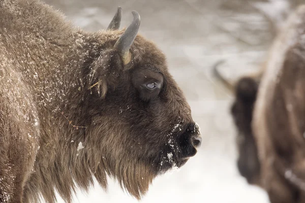 Bisons Wintertag im Schnee — Stockfoto