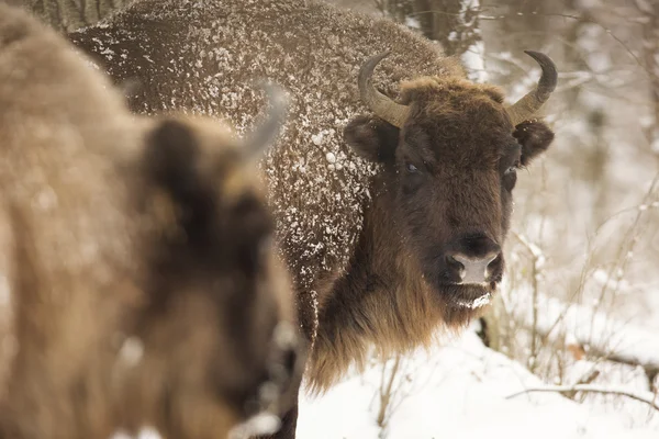 Bison téli napon a hóban — Stock Fotó