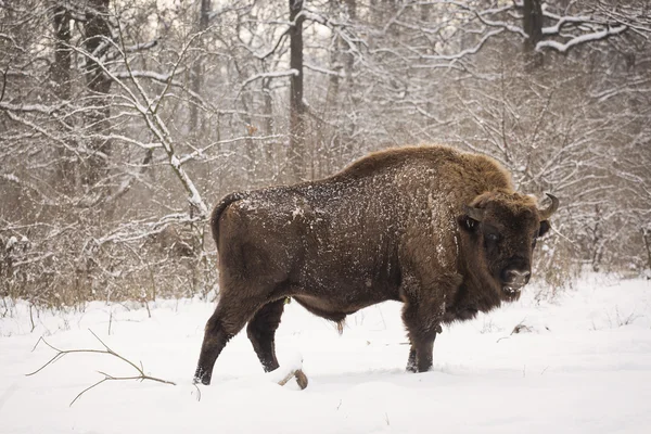 Bison vinterdag i snön — Stockfoto