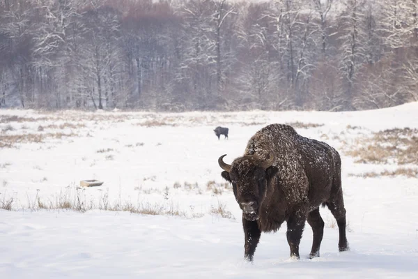 Bison téli napon a hóban — Stock Fotó
