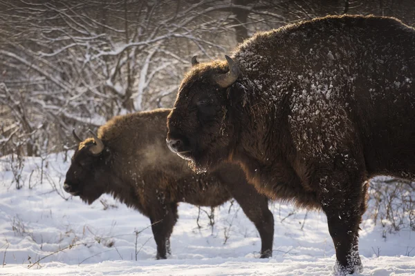 Bison χειμερινή ημέρα στο χιόνι — Φωτογραφία Αρχείου