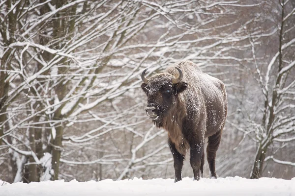 Bison winter day in the snow Stock Photo