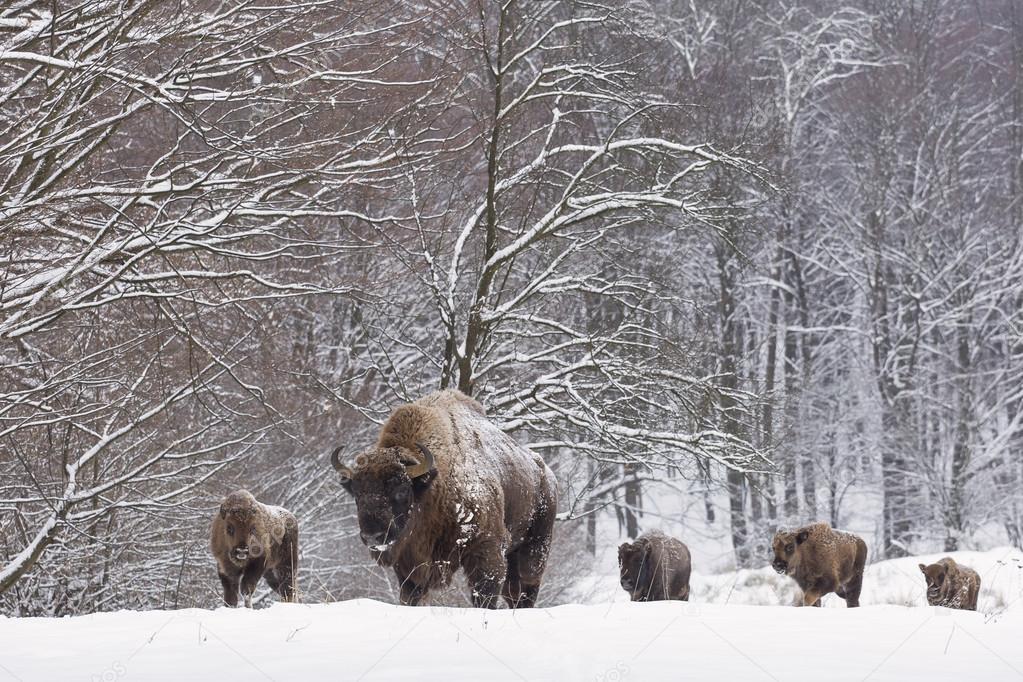 Bison family in winter day in the sno