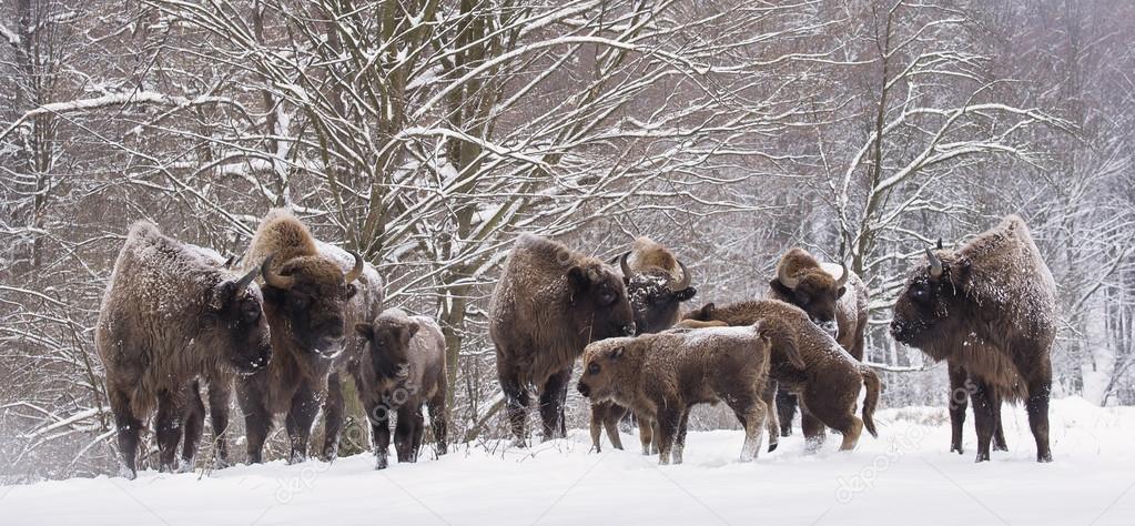 Bison family in winter day in the sno
