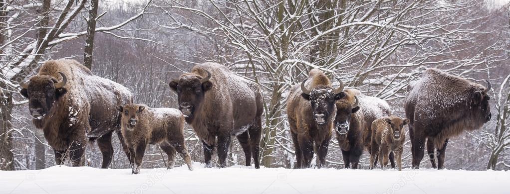 Bisons family in winter day in the sno