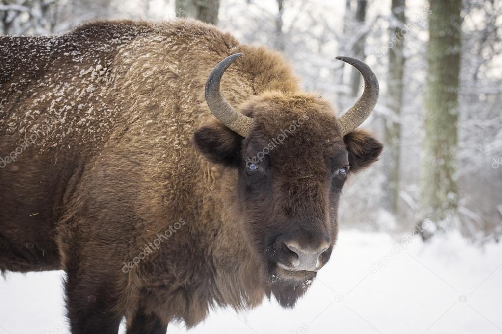 Bison winter day in the snow