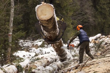 Woodcutter using a chain saw to cut the tree trunk into logs clipart