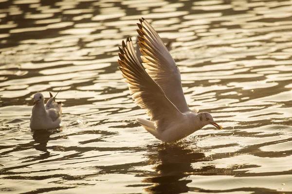 Seagulls on lake looking for food at sunrise — Stock Photo, Image