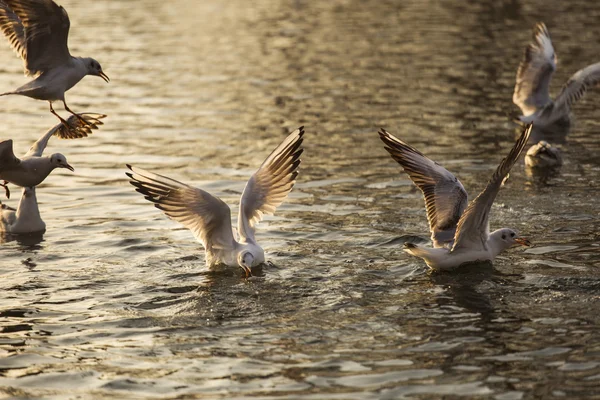 Чайки на озере ищут еду на рассвете — стоковое фото