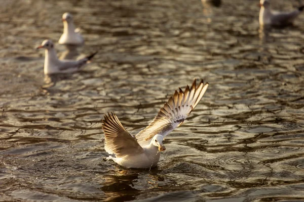 Seagulls on lake looking for food at sunrise — Stock Photo, Image