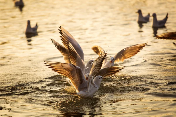 Seagulls on lake looking for food at sunrise — Stock Photo, Image