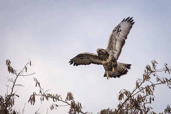 An adult red-tailed hawk flies into the sun on a bright blue sky — ストック写真