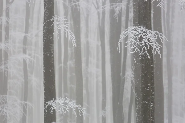 Туманный лес зимой Лицензионные Стоковые Изображения
