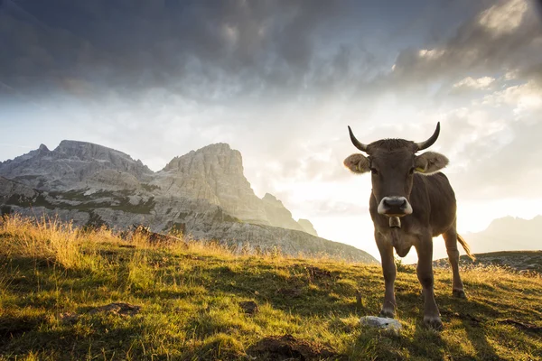 Vaca e bela paisagem perto do Parque Nacional Tre Cime di La — Fotografia de Stock