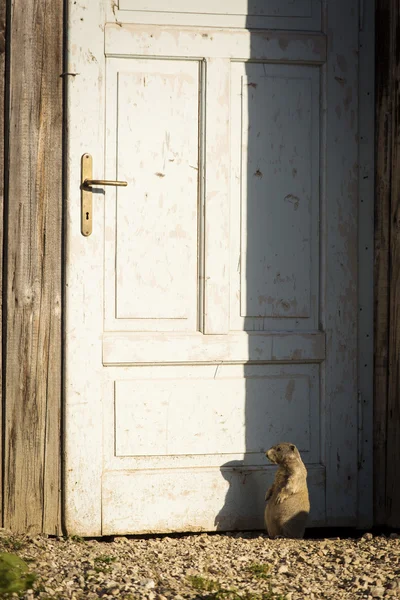 Marmot on a door of house in Dolomites Moutain, Italy — Stock Photo, Image