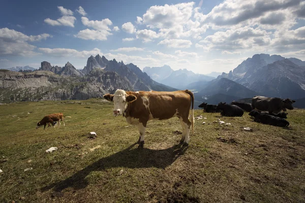 Cows in Dolomites Mountains — Stock Fotó