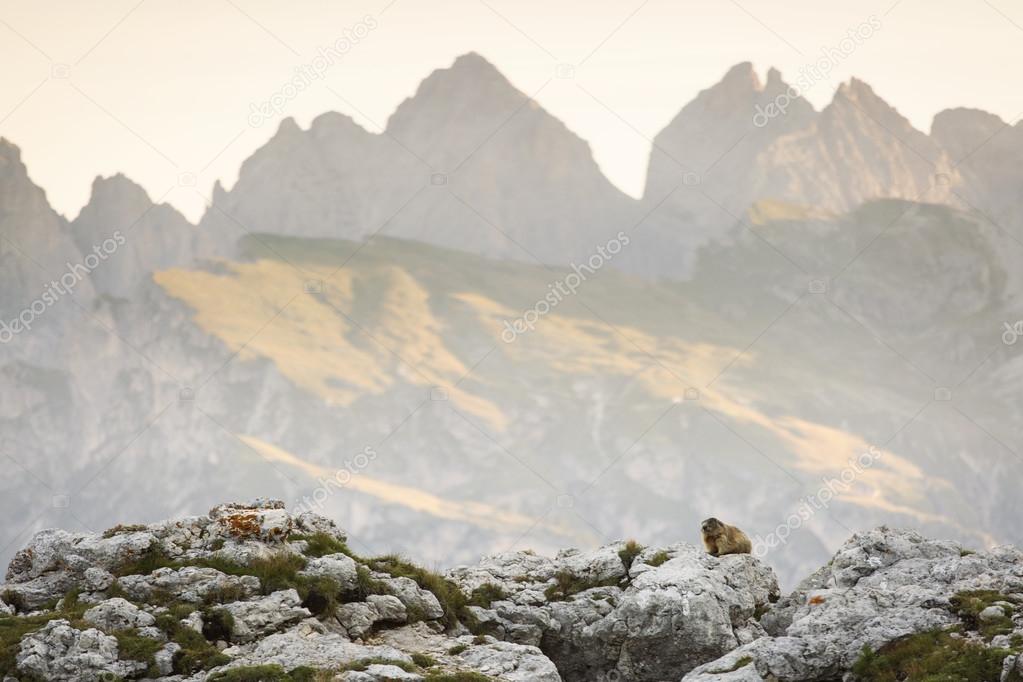 Marmot at sunrise in Dolomites Mountain, Ital