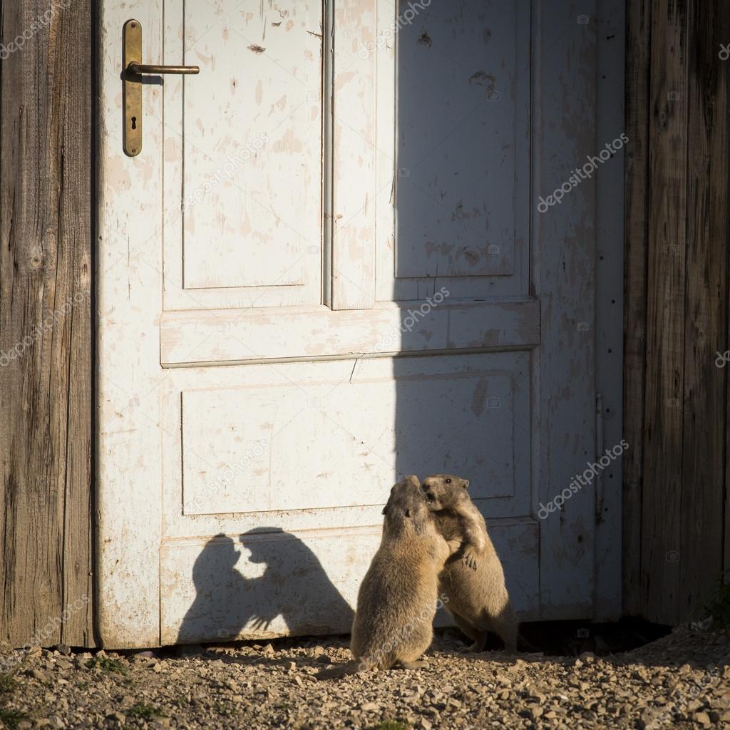 Two marmots playing in front of a door of house in Dolomites Mou