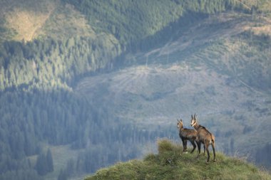 Dağlar yaban hayatı siyah keçi