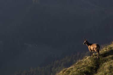 Black goat in the mountains wildlife clipart