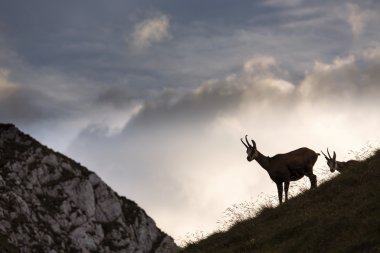 Dağlar yaban hayatı siyah keçi