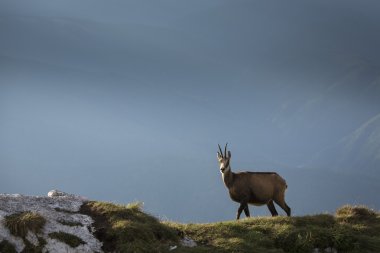 Dağlar yaban hayatı siyah keçi
