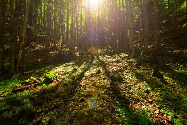 Forêt colorée dans la montagne des Carphates — Photo