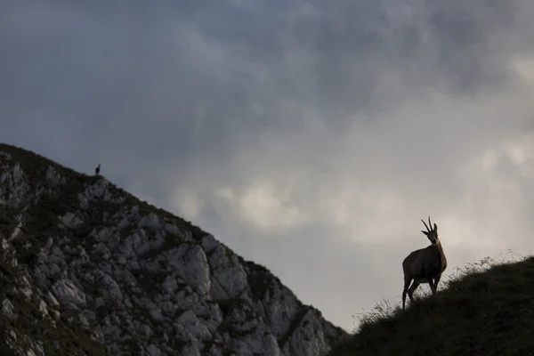 Zwarte geit in de bergen-wildlife — Stockfoto