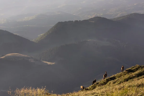 Schwarze Ziegen in den Bergen Wildtiere bei Sonnenaufgang — Stockfoto