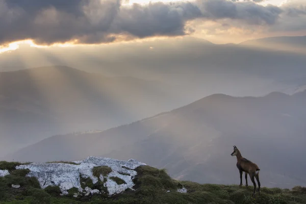 Zwarte geit in de bergen-wildlife — Stockfoto