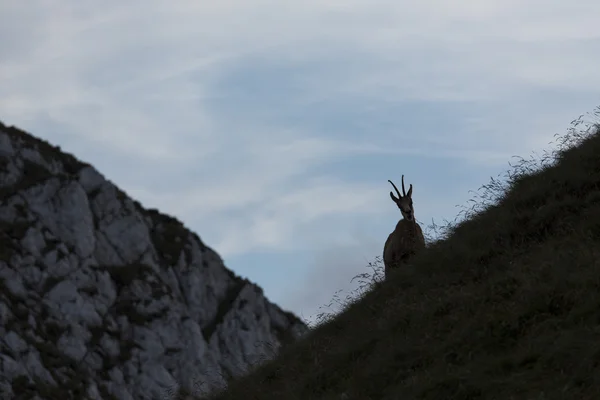 Zwarte geit in de bergen-wildlife — Stockfoto