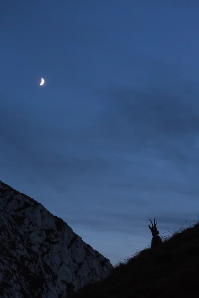 Sillhouette czarnego kozła w dzikich górach z księżyca w ba — Zdjęcie stockowe