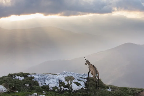 Černý Kozel ve volné přírodě hor — Stock fotografie