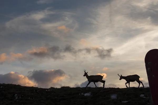 Czarnej kozy w dzikich górach z kolorowe chmury w ba — Zdjęcie stockowe