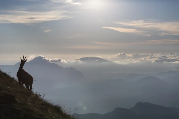 Black goat in the mountains wildlife — Stock Photo, Image