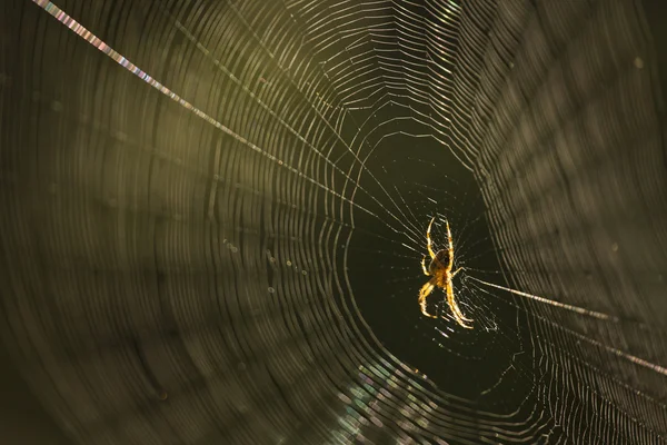 Pók a pókhálón eső után — Stock Fotó