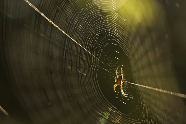 Spider di jaring laba-laba setelah hujan — Stok Foto