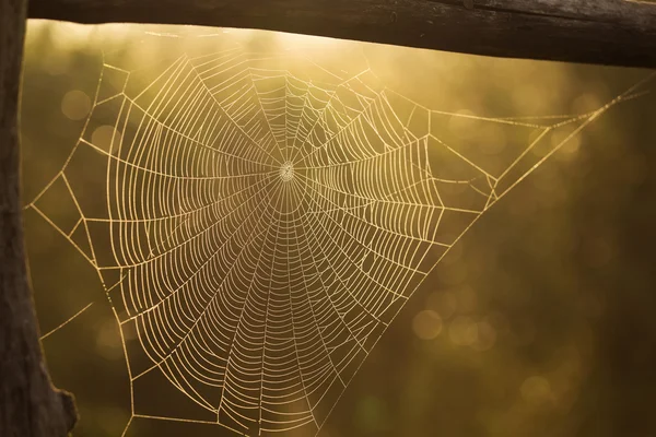 Das Spinnennetz aus nächster Nähe nach rai — Stockfoto