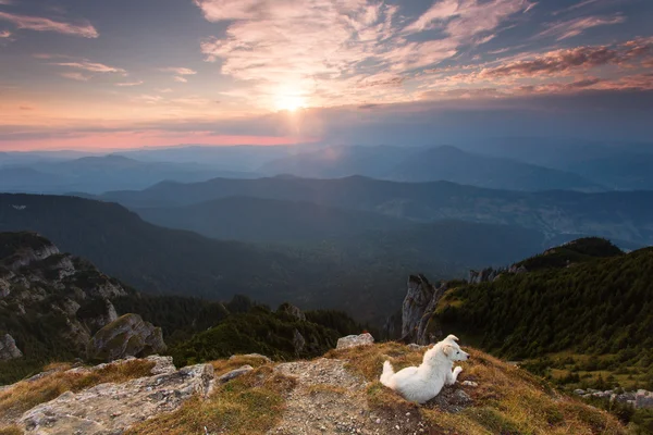 Pes stojící na pozadí hory scener — Stock fotografie