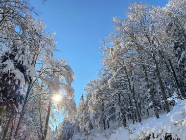 Dağda kar, Trentino, karla dolu ağaçlar