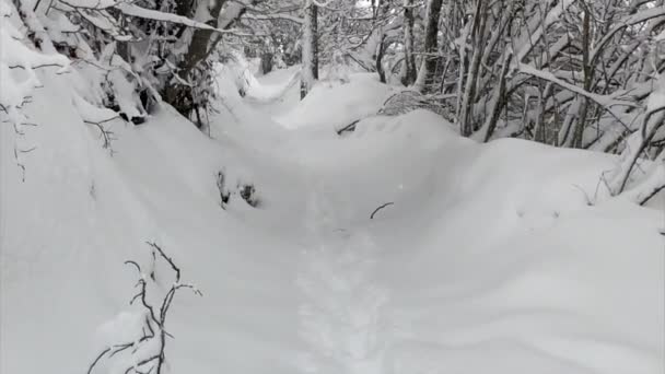 Spacerując ścieżką w śniegu winer krajobraz — Wideo stockowe