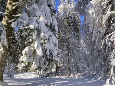 Dağda kar, Trentino, karla dolu ağaçlar