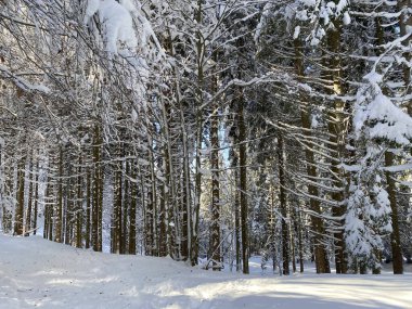 Dağda kar, Trentino, karla dolu ağaçlar