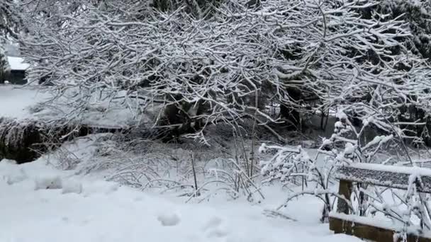 Τοπίο και ρυάκι από μικρή γέφυρα κατά τη χειμερινή περίοδο του βουνού με χιόνι — Αρχείο Βίντεο