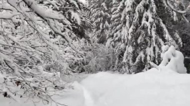 Karla kaplı ormanda bir yolda yürüyorum.