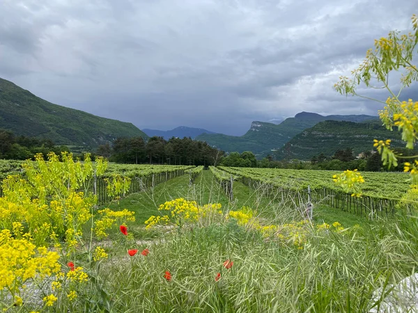 Viñedo Primavera Negro Entumecido Valle Trentino —  Fotos de Stock