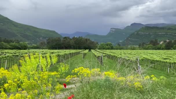 Vinodling i Trentino på våren — Stockvideo