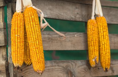 Sarı kurutulmuş mısır demetleri bir arada.
