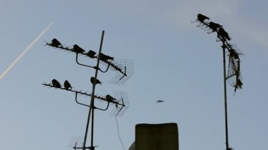 Kuşlar şehri sahneleri ile